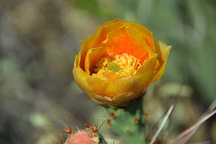 Prickly Pear Cactus Blossom, San Tan Mountain Regional Park, April 9, 2015